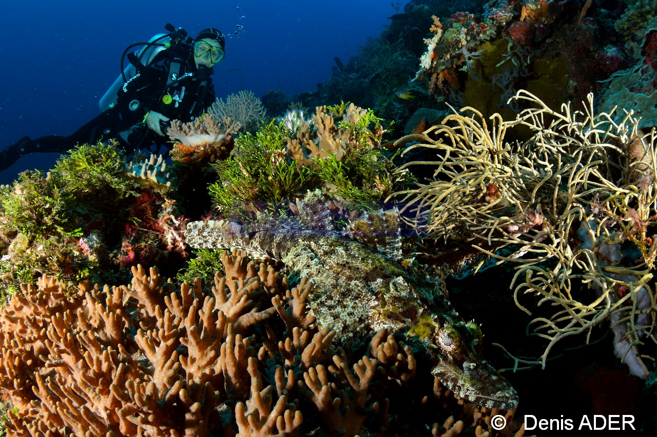 Cymbacephalus beauforti poisson crocodile-Ambiance Catherine Waka Sawa Spiral corner-8m-20180528-Denis-ADER-DSC_1405_tn.jpg